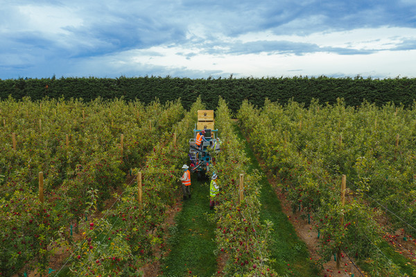 First harvest at a MyFarm Rockit™ apple orchard