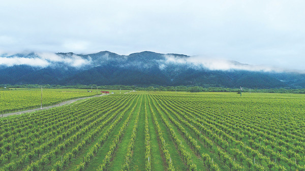 MyFarm and Misty Cove team up with $15m vineyard investment.