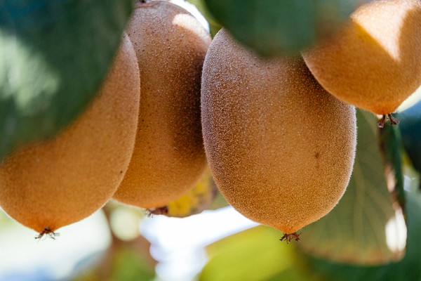 Zespri confirms SunGold forecast price increase