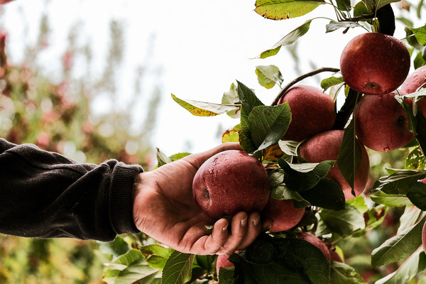 Apple Market Insight